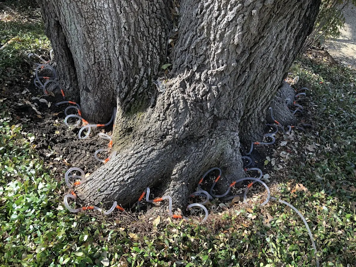 Detailed Tree Cabling and Bracing job site in Cosby