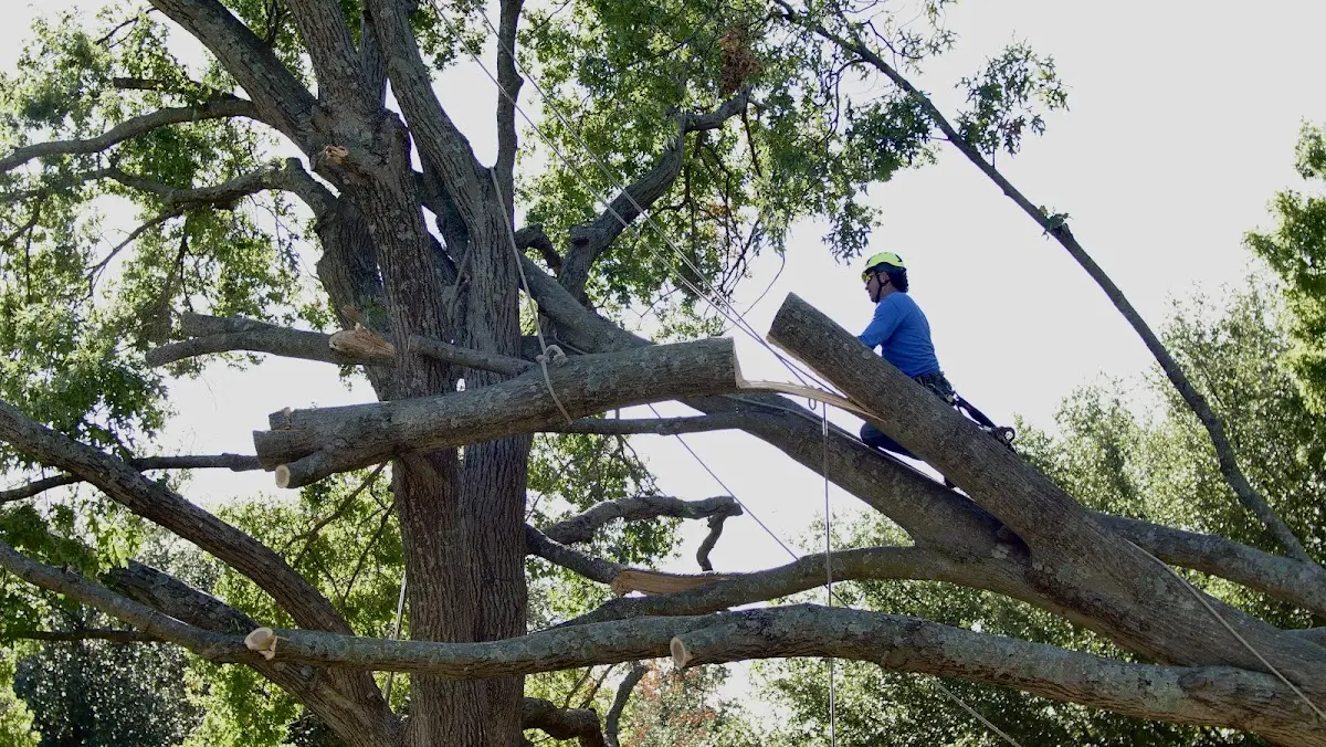 Professional Hazardous Tree Removal performed by certified arborists in Cosby